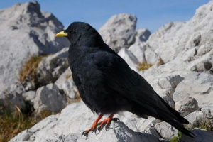 Відокремлення горобців - представники Відокремлення горобців - представники